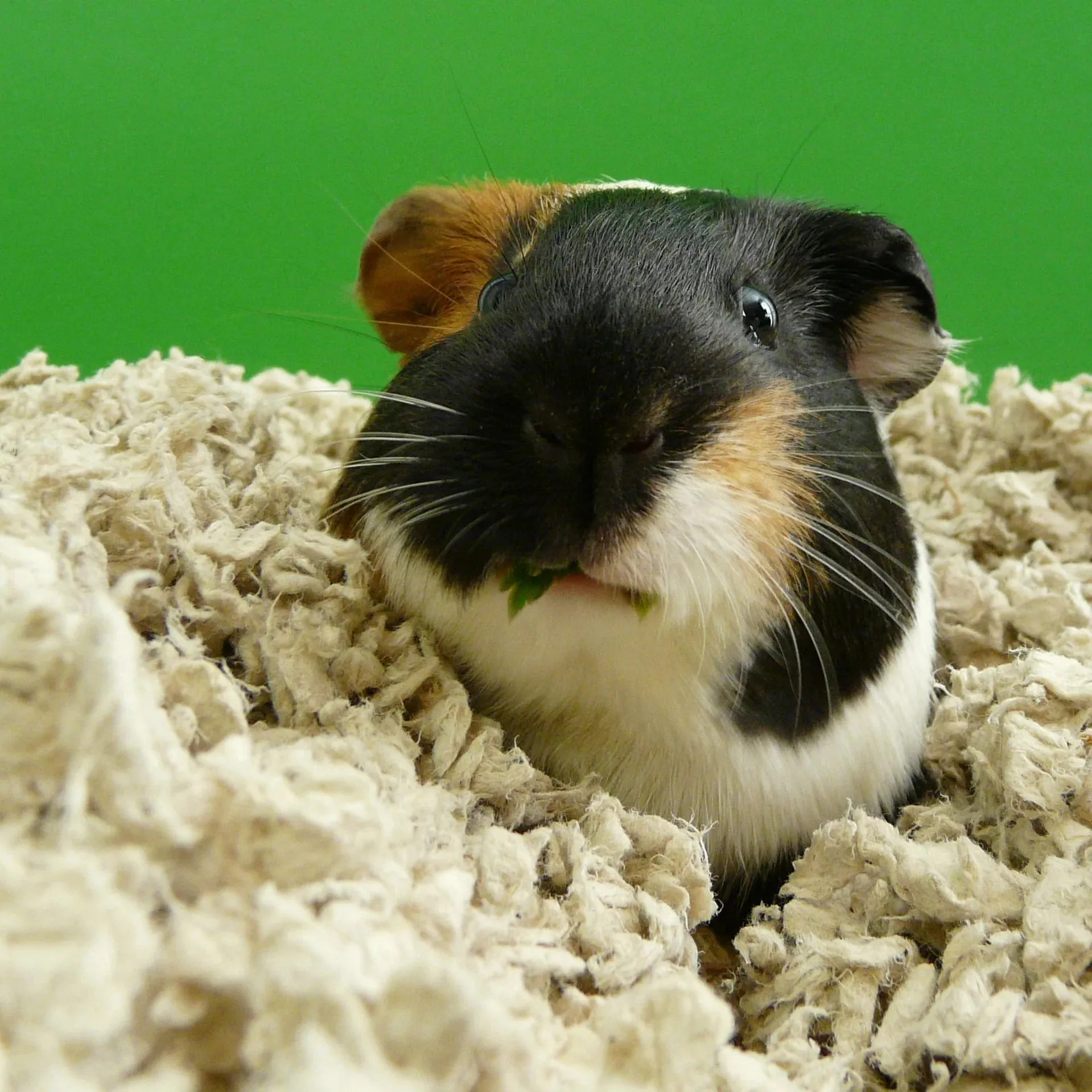 Carefresh Natural Small Pet Bedding