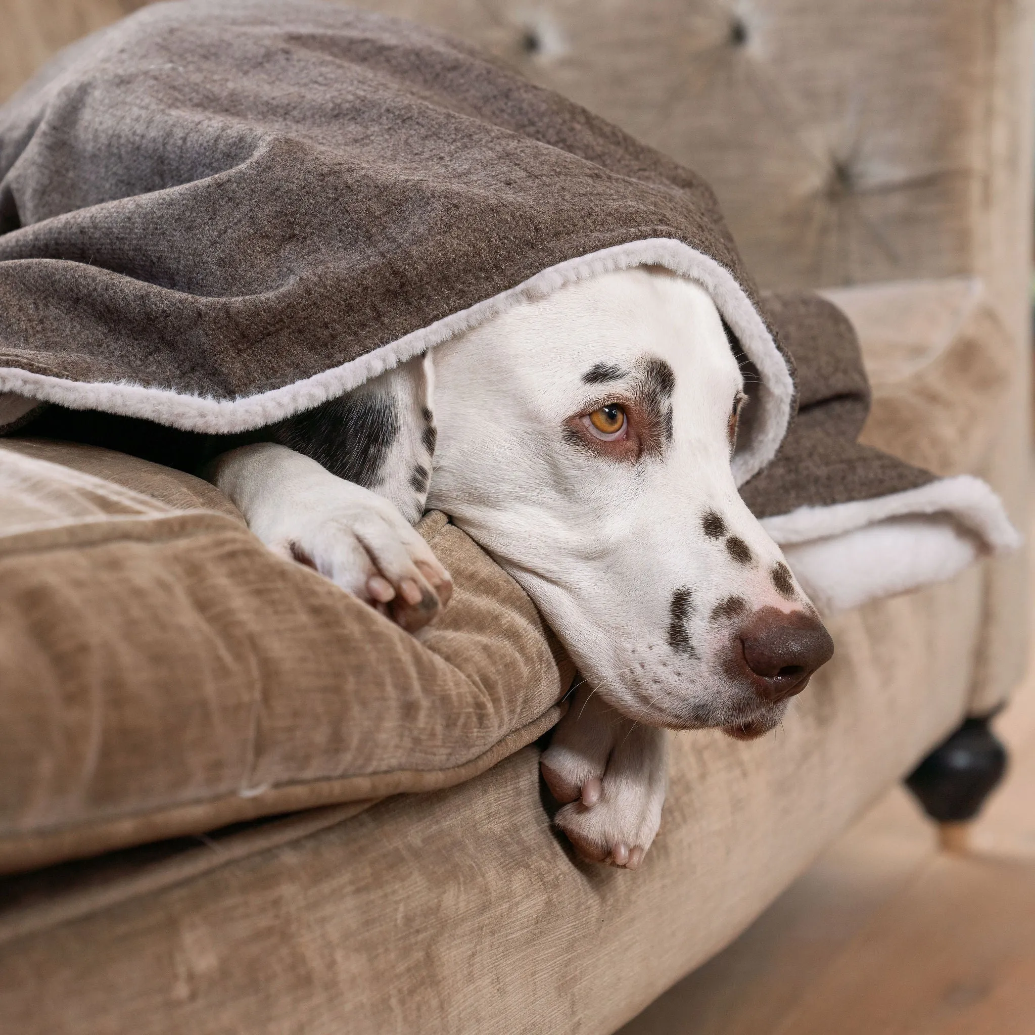 Dog & Puppy Blanket in Inchmurrin Umber by Lords & Labradors