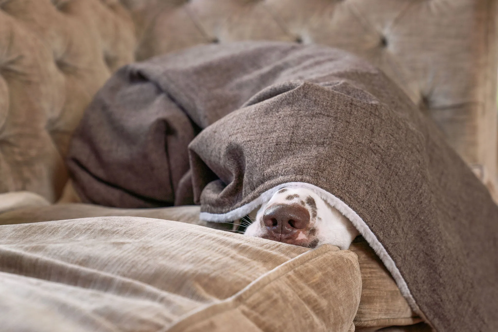 Dog & Puppy Blanket in Inchmurrin Umber by Lords & Labradors