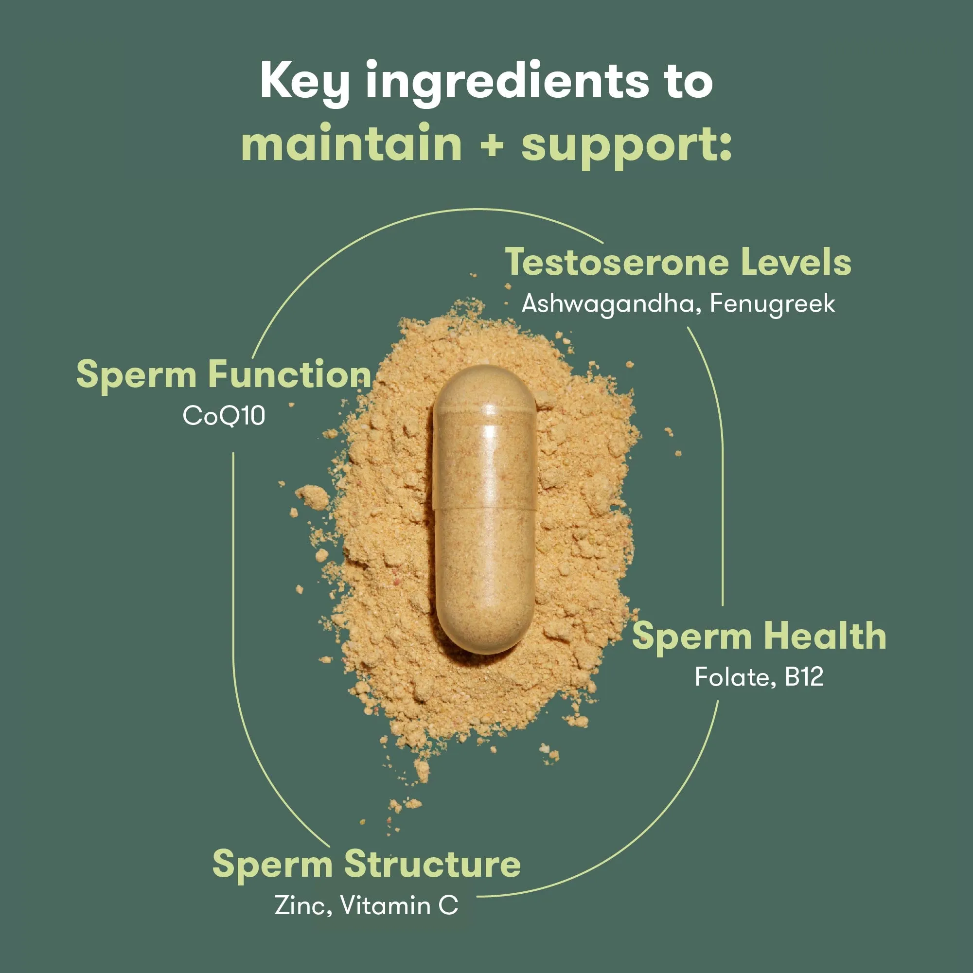 Male Pre-Conception Supplements