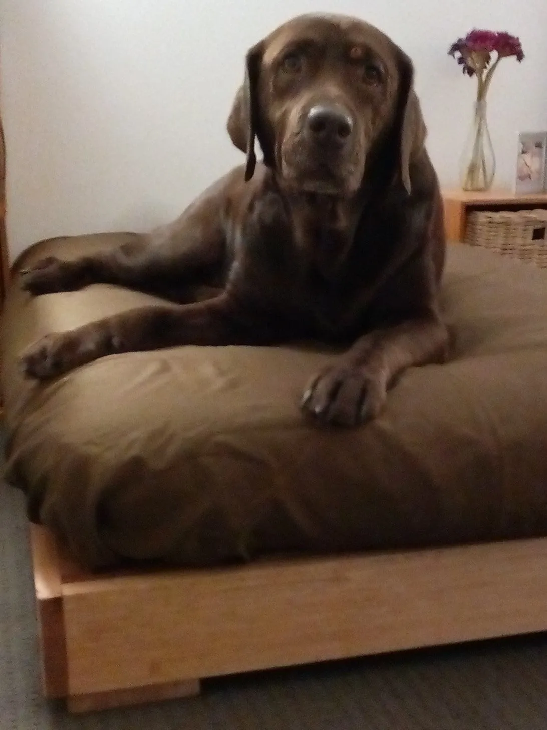 Natural Timber Dog Bed Bases