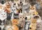 Peter Pauper Press, All The Cats