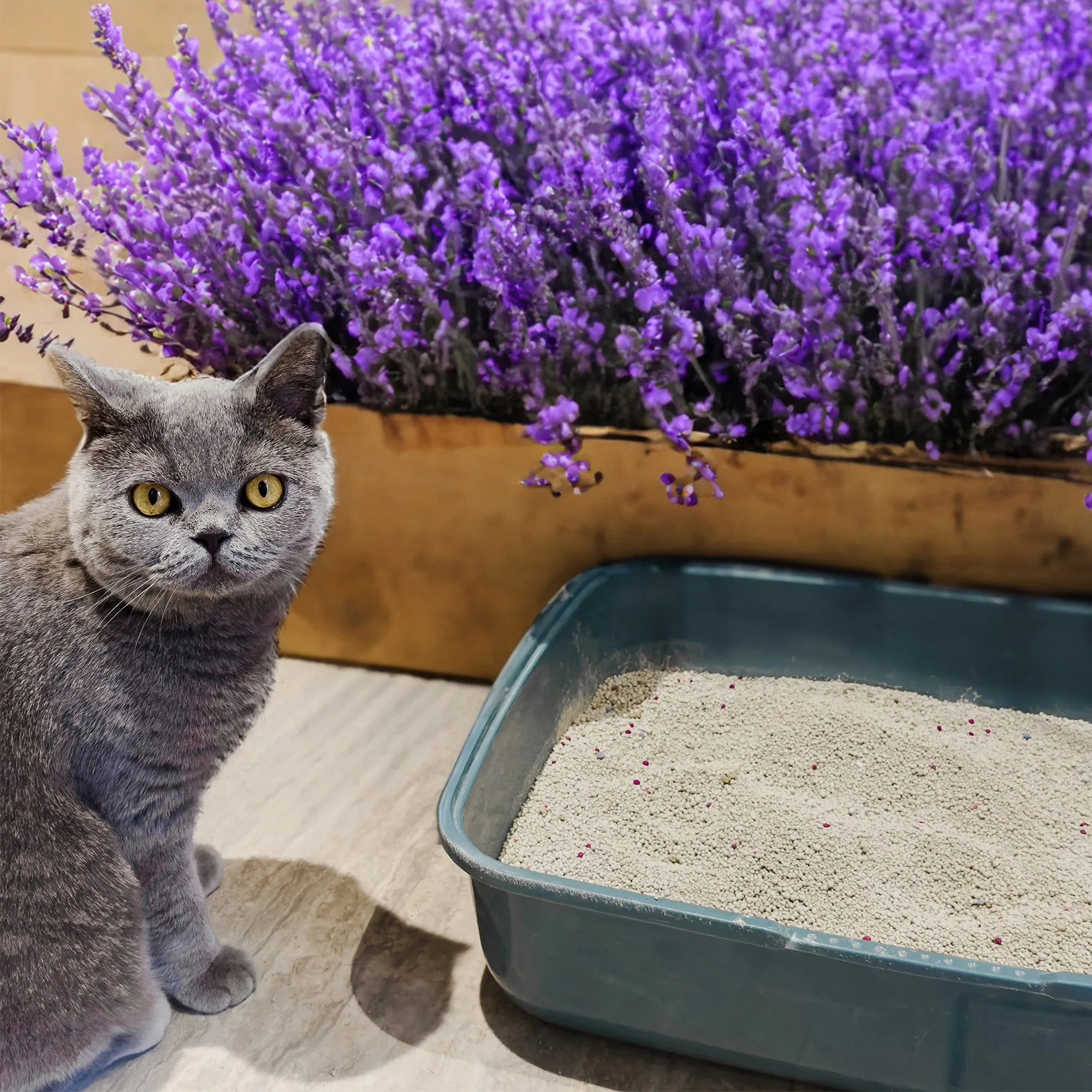 Poowee! Clumping Lavender Cat Litter 7.5Kg